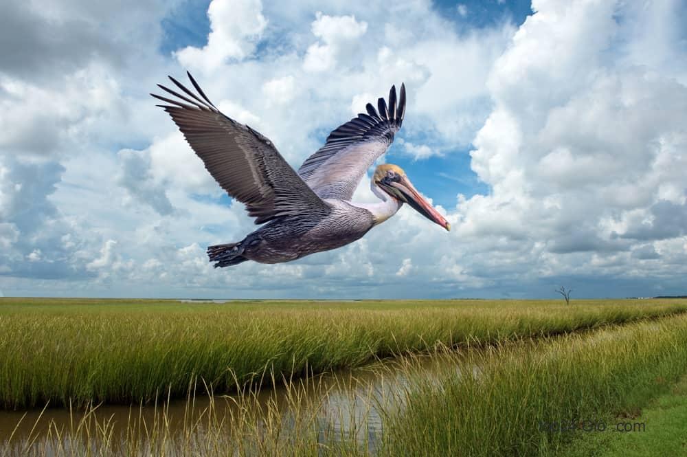 Pelican trên Grand Isle, Louisiana