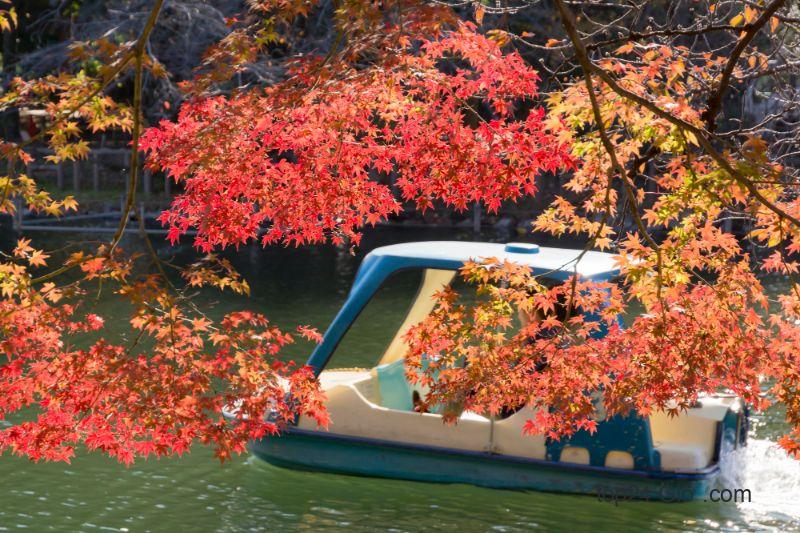 Phong cảnh mùa thu của công viên Inokashira